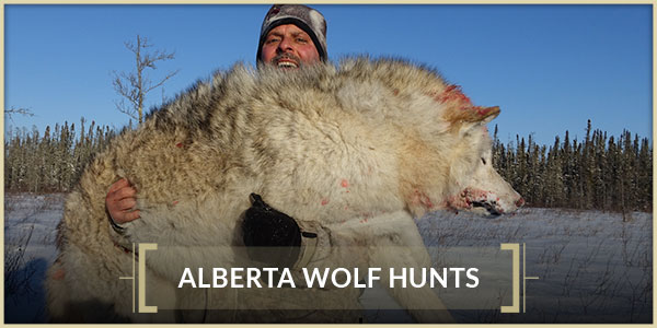 Alberta Wolf Hunts Interlake Safaris Hunts from the Heart Alberta Wolf Hunts