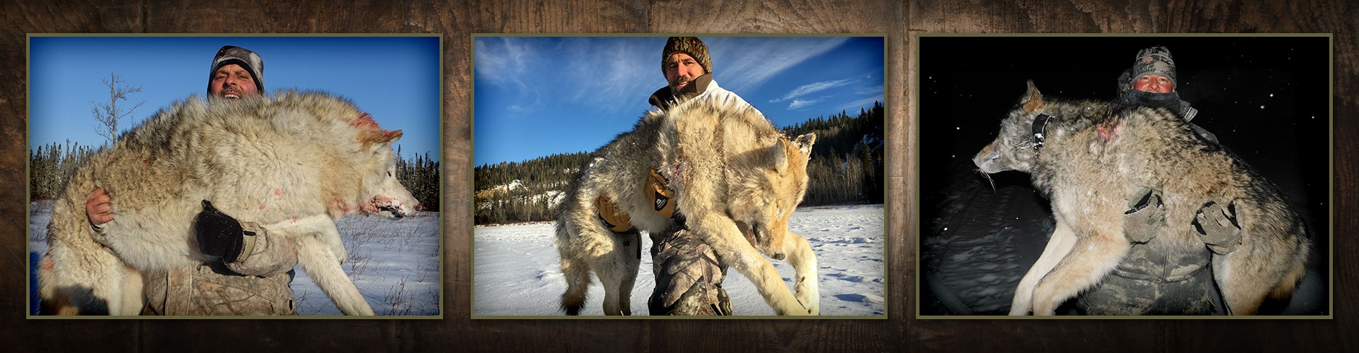 Alberta Wolf Hunts Alberta Wolf Hunts